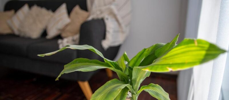 Alojamiento Vino Champan Tours Y Actividades Organizados Por Empresas Alquiler Departamento Ljapartments San Lorenzo En Ciudad De Mendoza Mendoza Argentina